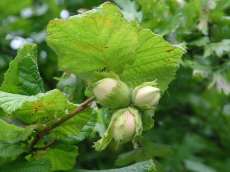 Hazel nuts