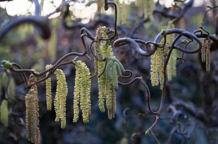 catkins