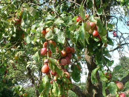 plums