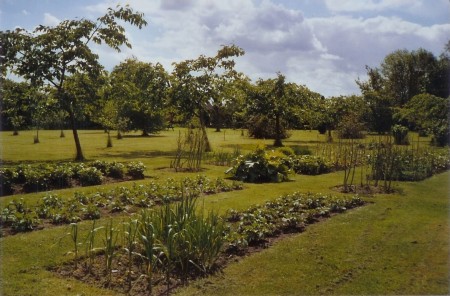 veg beds