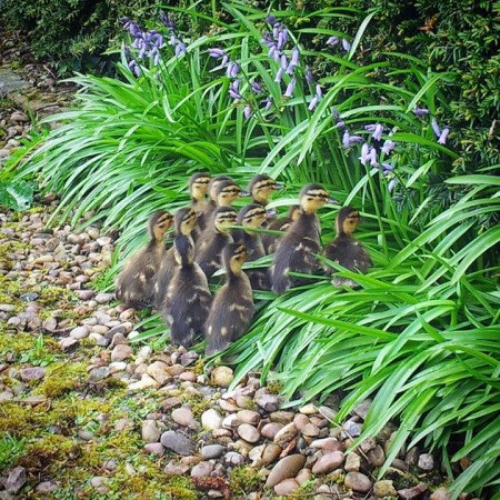 ducklings