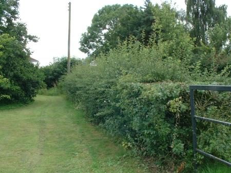 hedges1-2011